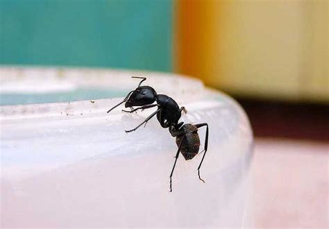 家裡有螞蟻代表什麼